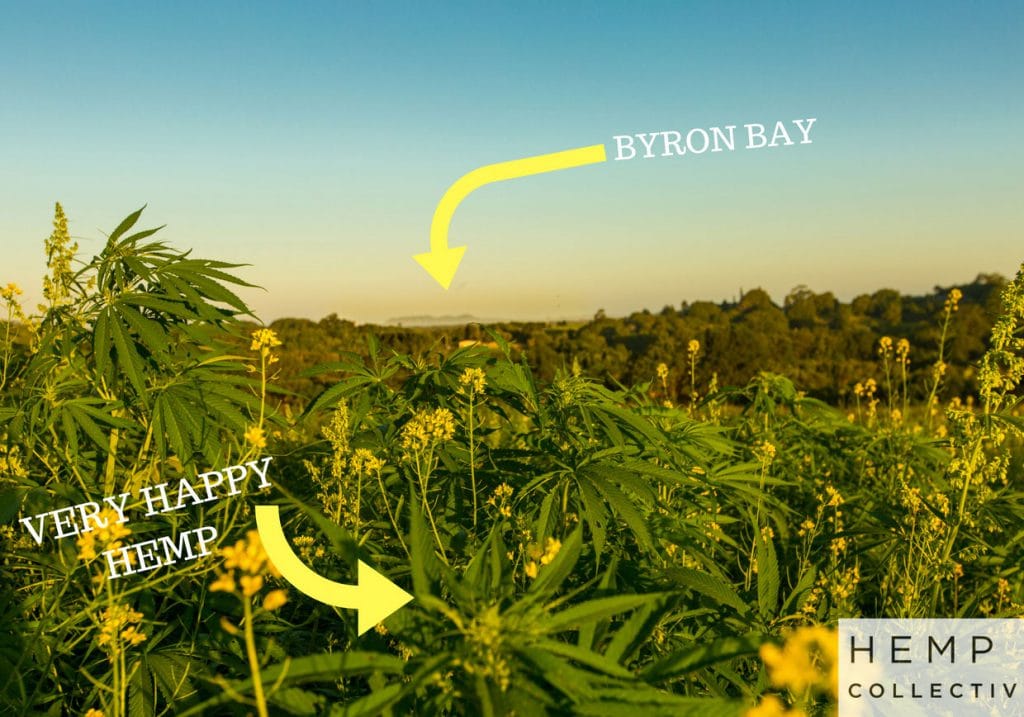 Happy Hemp in Byron Bay