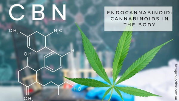 What-Are-Cannabinoids