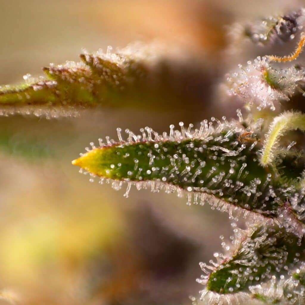Terpenes In Cannabis